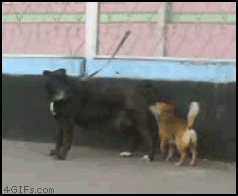 Little_dog_mounts
