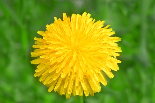 42823510_odyvanchik_dandelion