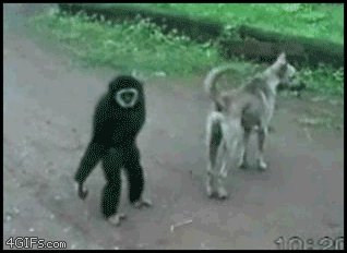 Gibbon_monkey_dog_tail