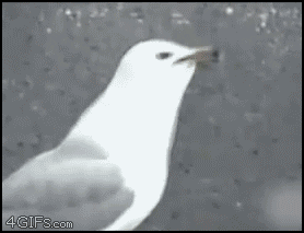 Seagull_hot_dog