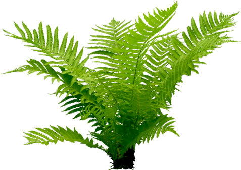 ПАПОРОТНИК2