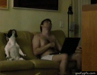 funny-animals-stevie-wonder-imitators