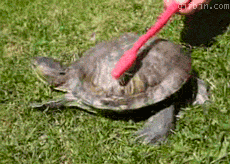 1278675879_turtle-toothbrush-dance