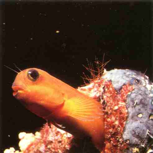 Рыбка-фалос