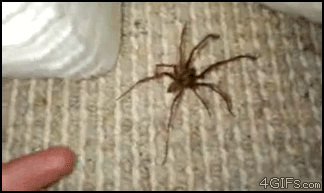 Taunting_spider