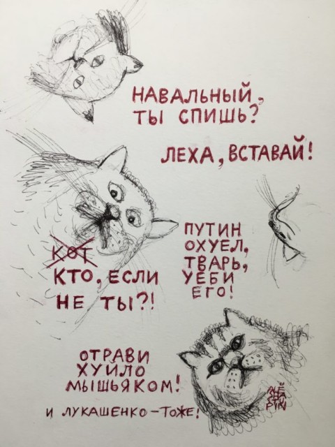 Коты