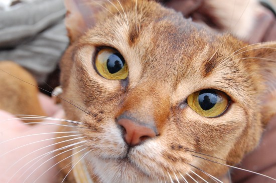 Кошка Вафля