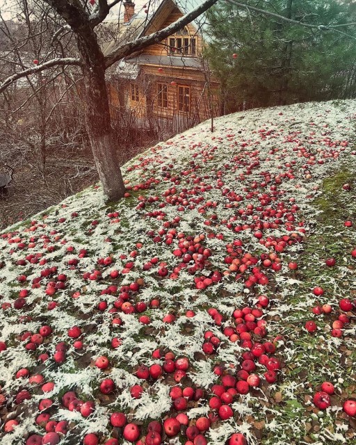 Яблоки