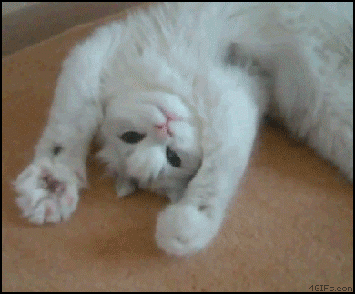 мну лапками2