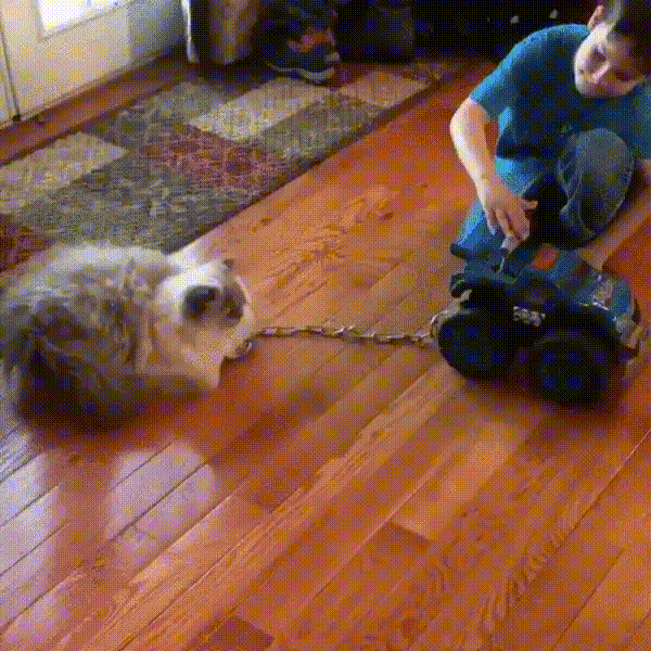 aкуация-кота-за-неправильную-пapковку-___