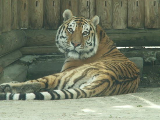 Тигр за стеклом