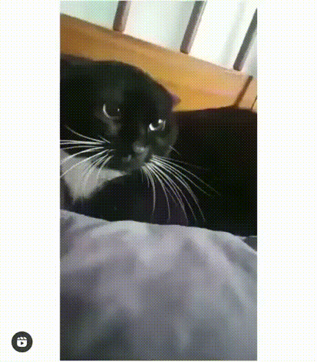 -котэ-6337345