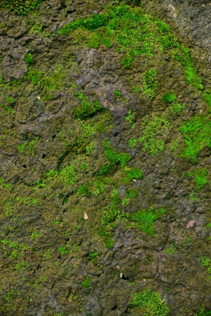 green-moss-texture-in-nature-green-moss-on-stone-background_62846-26