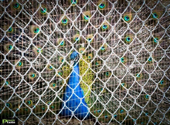 88cdd19838518fe8-large