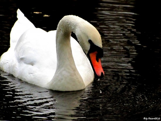 88cd4d709b267b19-large