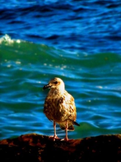 88cd49a05e4c94a0-large