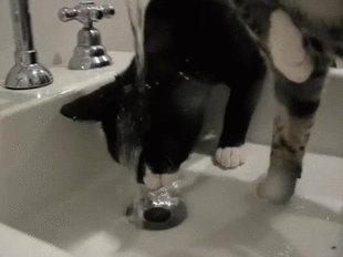 1360411259_1359655218_gifs_220