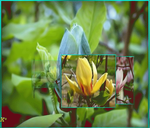 magnolie-gif