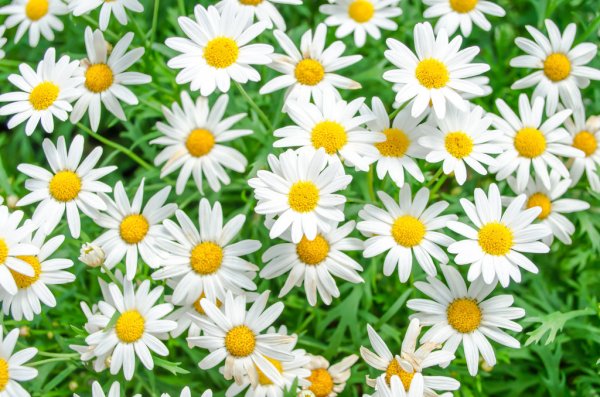depositphotos_78477470-stock-photo-daisy