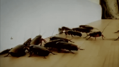 crawl-space-roaches-tennessee