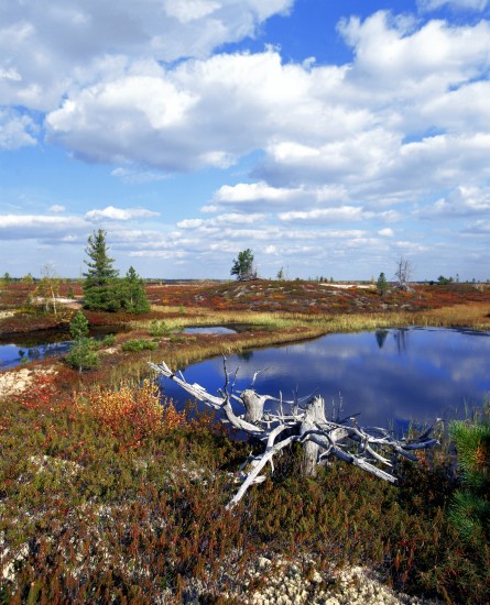 Осень тундра
