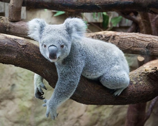 коала