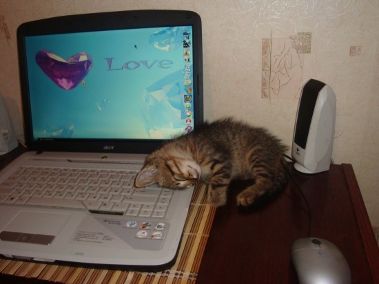 умный и уставший котэ :)))