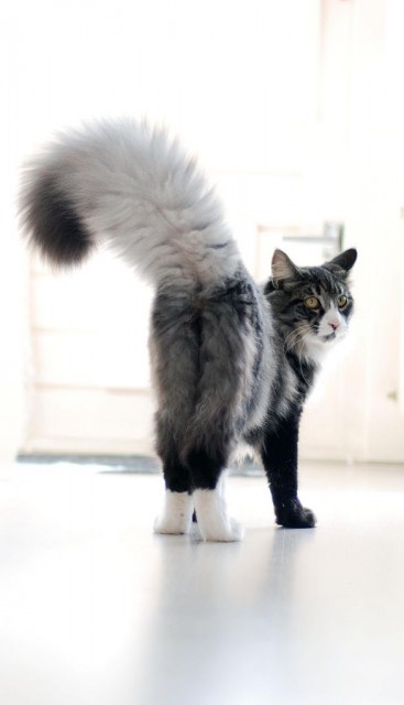 9c3921d1eb6dd248801d8ec4fddc731d--fluffy-cat-cat-tails