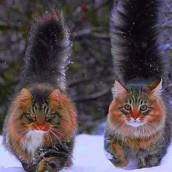 -гангстерито