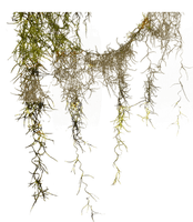 moss2 (1)