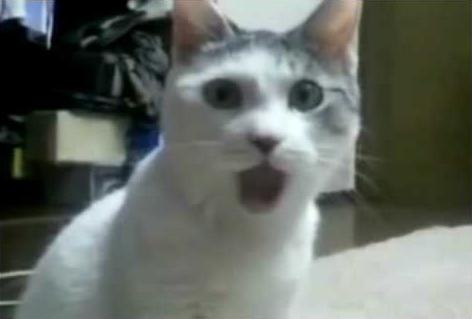 omg-cat