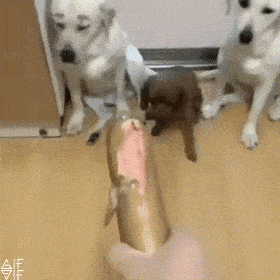daily_gifdump-12-10