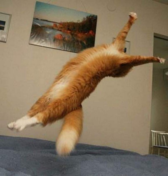 Котэ намек на жаб.