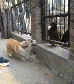 daily_gifdump-10-6