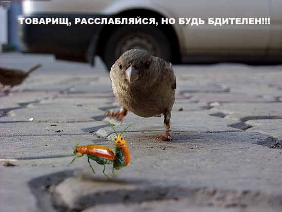 воробей