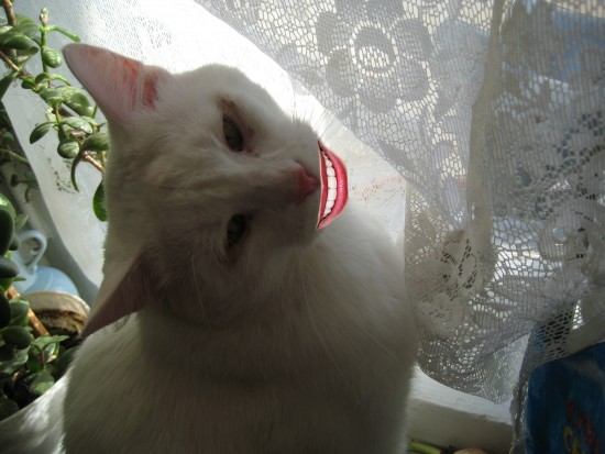 Изображение 03203216541