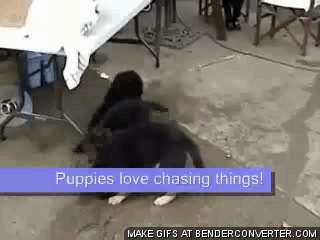 бешеные псы