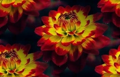 Бесшовные Оранжевые фоны от tane4ki 777