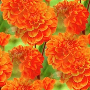 Бесшовные Оранжевые фоны от tane4ki 777