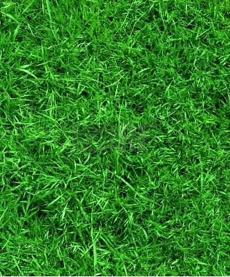grass pic