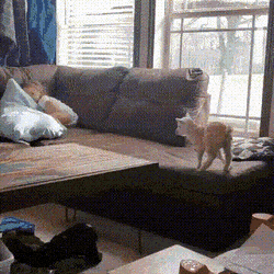 1648563259_gifs_09