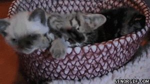 1310373834_animals_18
