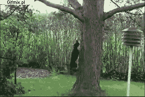funny_gif_selection_with_animals_21
