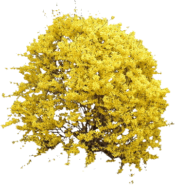 png-transparent-yellow-petaled-flowers-illustration-shrub-forsythia-flower-tree-blooming-forsythia-b