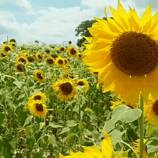 sunflower-28