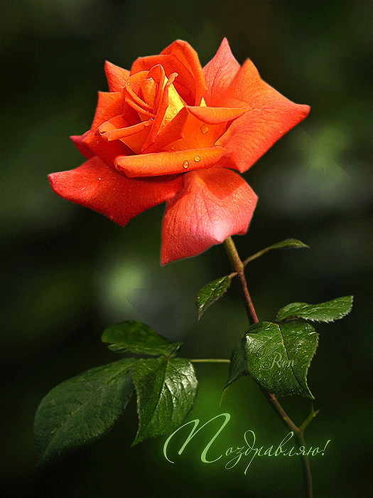 Поздравляю