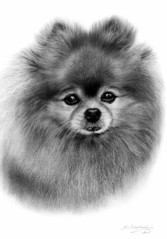 Pomeranian (2)а