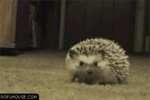 cb02d4de912e05de239c61d3c103a646