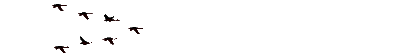 гуси