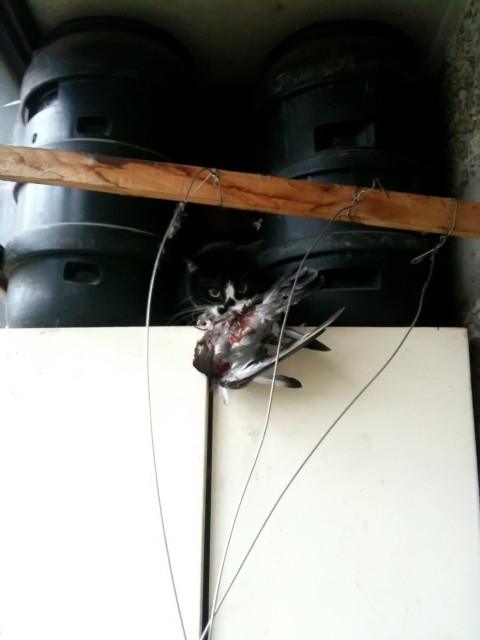 Котовторник